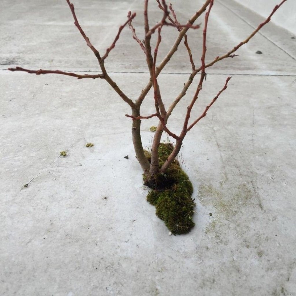 aus der Abdichtung eines Flachdachs ist ein Baum bewachsen, um die Wurzel herum befindet sich Moos.