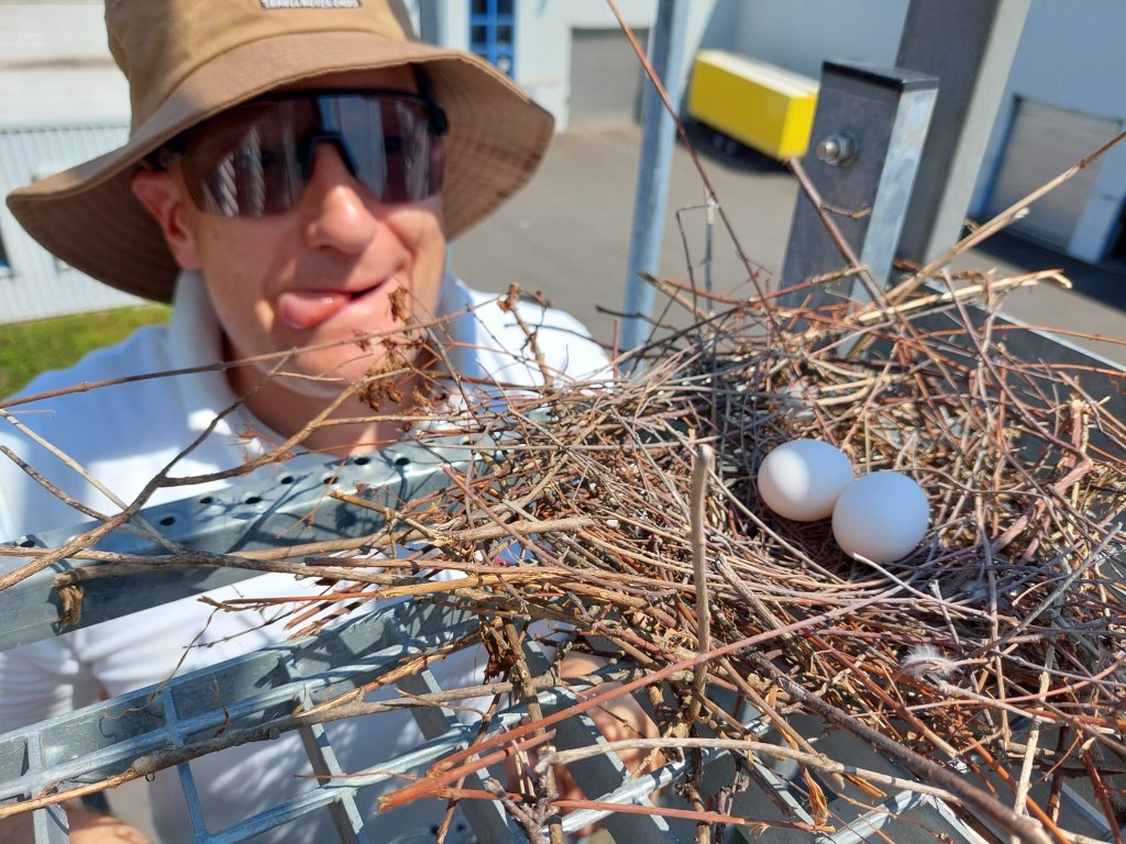 Ein Techniker der auf eine Vogelnest mit zwei Eiern schaut und sich um den Mund leckt.